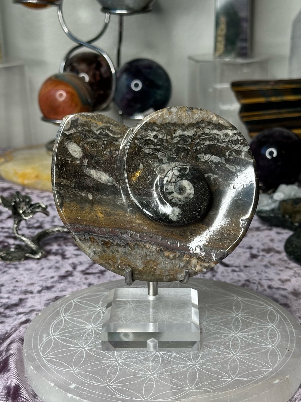 Shell Fossil Ammonite Bowl From Morocco